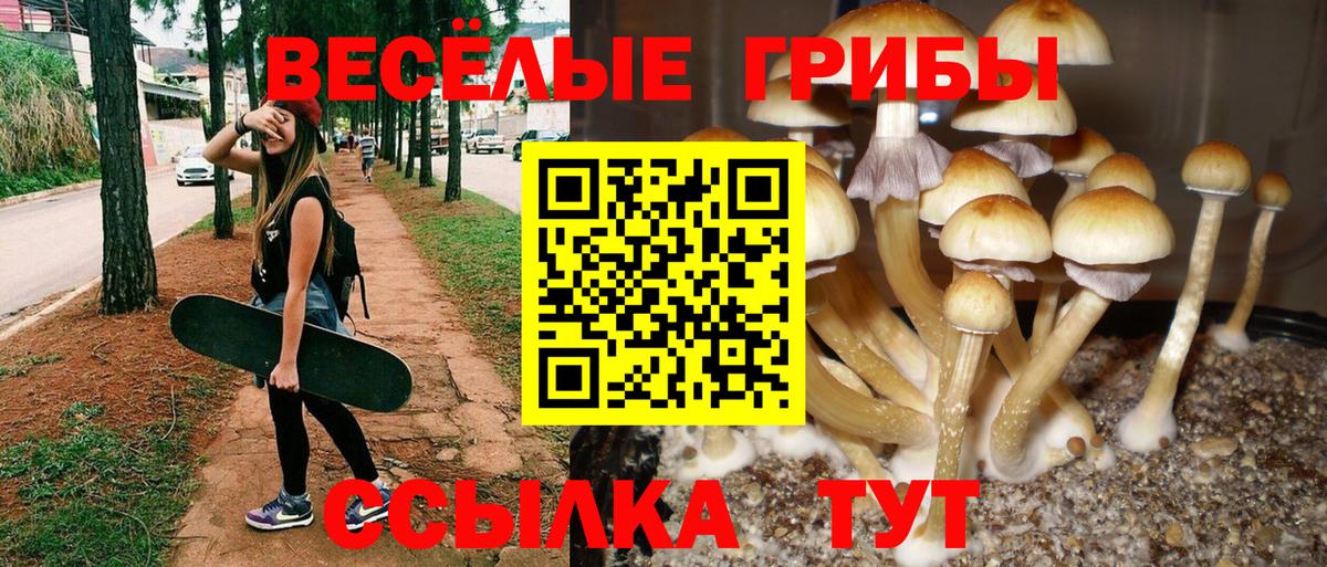 Псилоцибиновые грибы Psilocybine cubensis Кулебаки